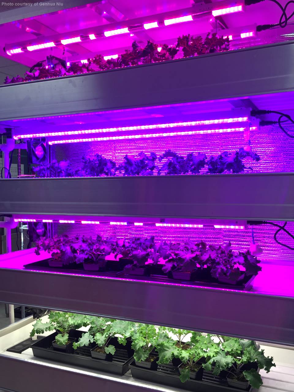 Vertical farming using LED lights for leafy greens.